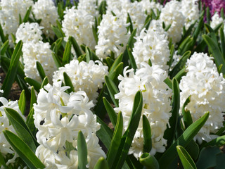 bouquet of white flowers