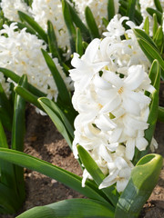 lilies of the valley