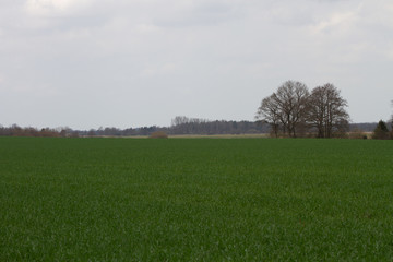 weitblick auf eine grasfl&auml;che mit b&auml;umen am horizont in rhede emsland deutschland fotografiert w&auml;hrend eines spaziergangs in der natur