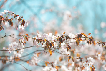 Beautiful Sakura Flower or Cherry Blossom on blue sky Background