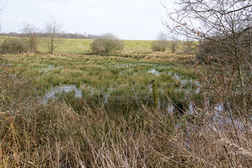 blick auf eine wild bewachsene fläche in rhede emsland deutschland fotografiert während eines spaziergangs in der natur