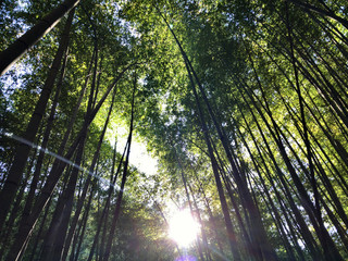 Fototapeta premium 早朝の竹林から日の出
