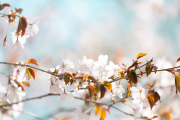 Beautiful Sakura Flower or Cherry Blossom on blue sky Background