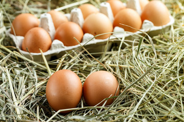 Fresh chicken eggs in straw nest
