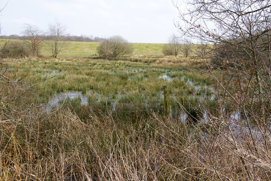 blick auf eine wild bewachsene fl&auml;che in rhede emsland deutschland fotografiert w&auml;hrend eines spaziergangs in der natur