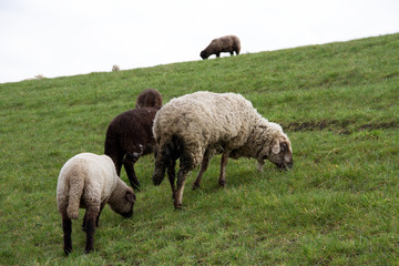 blick auf grasende schafe auf einem hügel in rhede emsland deutschland fotografiert während eines spaziergangs in der natur