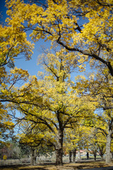 Obraz premium yellow tree in autumn