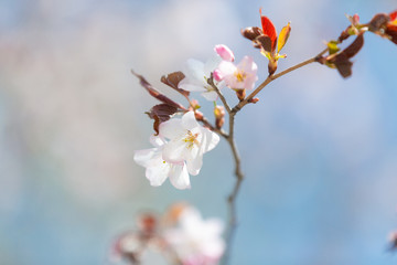 Beautiful Sakura Flower or Cherry Blossom on blue sky Background