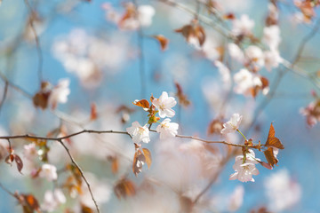 Beautiful Sakura Flower or Cherry Blossom on blue sky Background