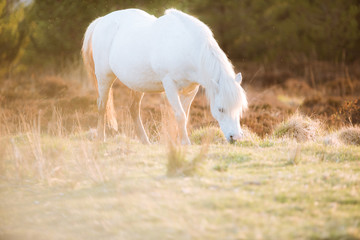 Obraz na płótnie Canvas White horse - beautiful white stallion running on a meadow at dawn