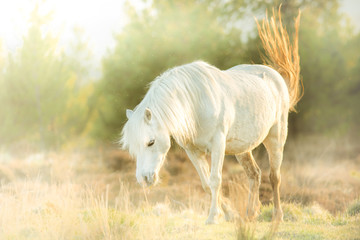 White horse - beautiful white stallion running on a meadow at dawn