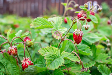 Bush of ripe wild strawberry in in grass close-up.