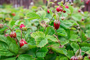 Bush of ripe wild strawberry in in grass close-up.