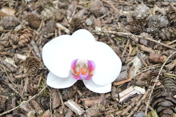 Orchideenblüte Rindenmulch