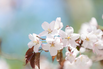 Beautiful Sakura Flower or Cherry Blossom on blue sky Background