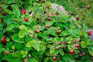 Bush of ripe wild strawberry in in grass close-up.
