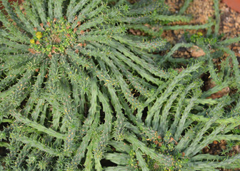 Cactus in the garden