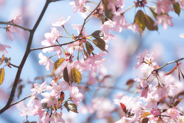 Beautiful Sakura Flower or Cherry Blossom on blue sky Background