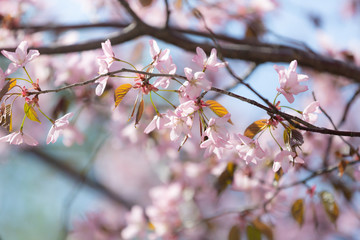 Beautiful Sakura Flower or Cherry Blossom on blue sky Background