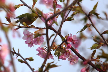 桜とメジロ