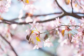 Beautiful Sakura Flower or Cherry Blossom on blue sky Background
