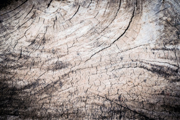 Old tree texture natural background.