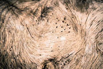 Old tree texture natural background.