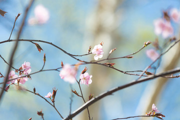 Beautiful Sakura Flower or Cherry Blossom on blue sky Background