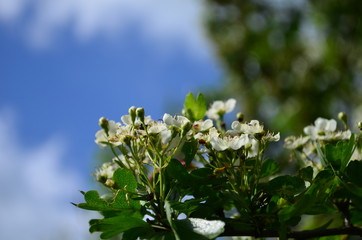 beautiful little white hawthorn flowers on a tree