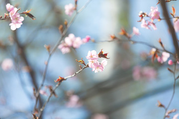 Beautiful Sakura Flower or Cherry Blossom on blue sky Background