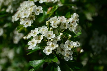 beautiful little white hawthorn flowers on a tree
