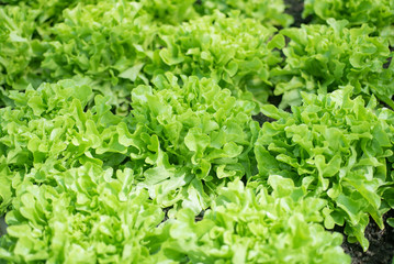 green oak and red oak in vegetable garden 