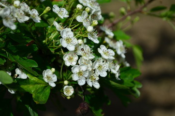 beautiful little white hawthorn flowers on a tree