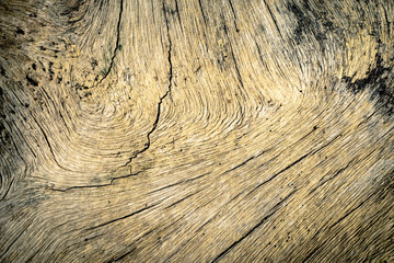 Old tree texture natural background.