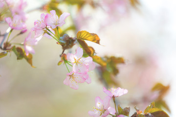 Beautiful Sakura Flower or Cherry Blossom on blue sky Background