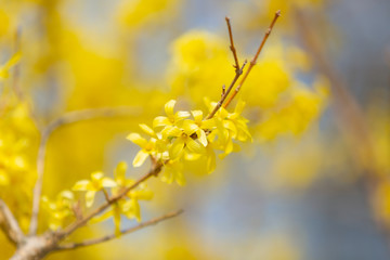Beautiful Yellow blooming Forsythia flowers in spring, blue sky on background.