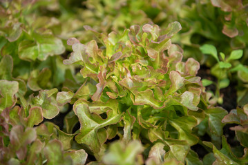 green oak and red oak in vegetable garden 