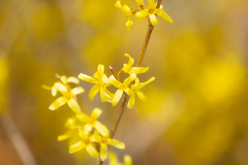 Beautiful Yellow blooming Forsythia flowers in spring, blue sky on background.