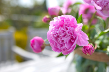Peonies on a terrace