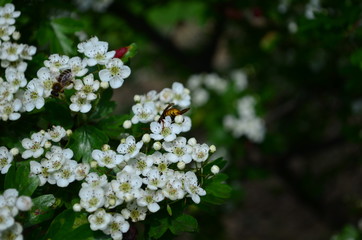 beautiful little white hawthorn flowers on a tree