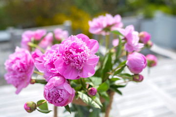 Peonies on a terrace