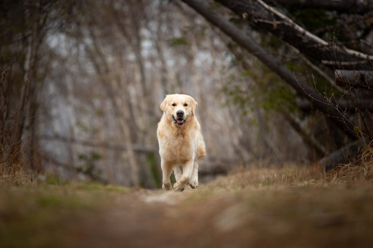 Crazy, cute and happy dog breed golden retriever running in the forest and has fun at sunset