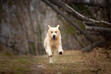 Crazy, cute and happy dog breed golden retriever running in the forest and has fun at sunset