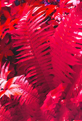 Creative background of fern leaves with sunlight. Tropical nature. 