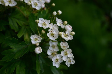 beautiful little white hawthorn flowers on a tree