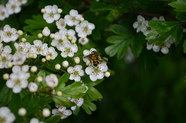 beautiful little white hawthorn flowers on a tree