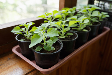 Pitunia seedlings in plastic flower pots on the window