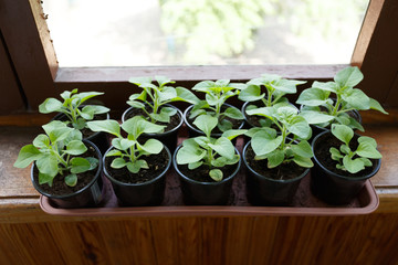 Pitunia seedlings in plastic flower pots on the window