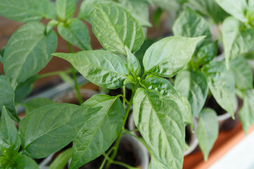 Pepper seedling in the plastic pots on the window