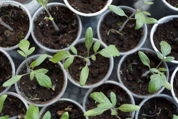 Tomato seedlings in the plastic pots, close up